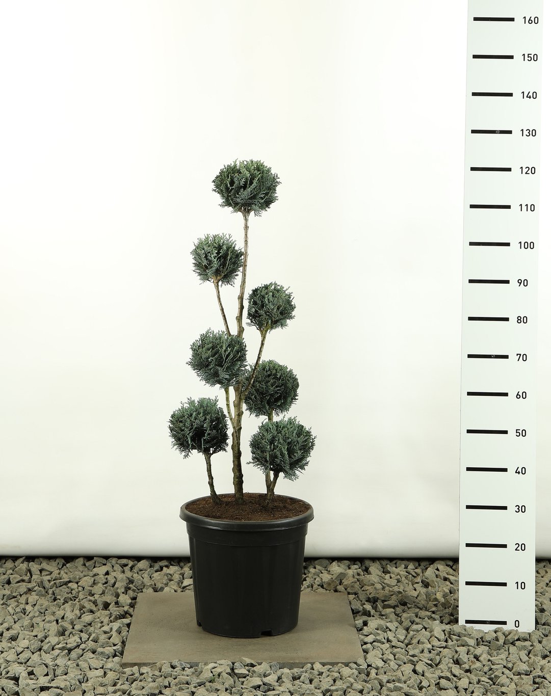 Chamaecyparis l. 'Pelt's Blue' - 80-100 CM PonPon EXTRA in Cont.